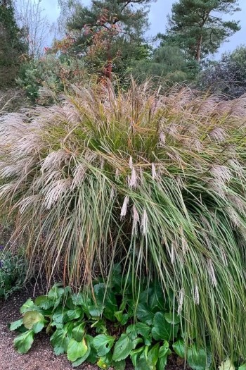 Міскантус китайський `Королева Інгрід` | Miscanthus sinensis `Dronning Ingrid` | Мискантус китайский `Королева Ингрид`